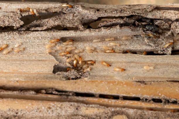 Best Pest Prevention Services  in Galion, OH